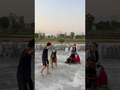 German shepherd protecting RottweilerDaisy🚨Don’t touch⚠️✅#shorts #viral #germanshepheard