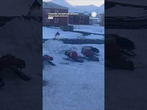 Close Call with a Polar Bear! 🐻‍❄️