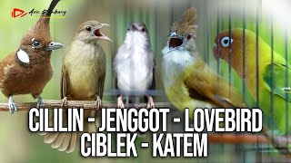 Download lagu MASTERAN KOMBINASI CILILIN - JENGGOT - LOVEBIRD - CIBLEK - KAPAS TEMBAK mp3