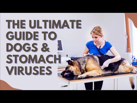 The Ultimate Guide To Dogs & Stomach Viruses
