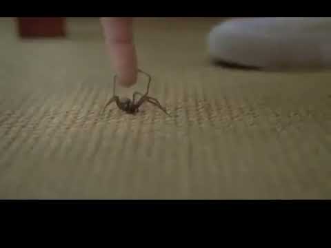 [meme] RULES OF NATURE