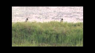 preview picture of video 'Huai Talat Reservoir and Bird Park Sanctuary, Buriram, Thailand 2'
