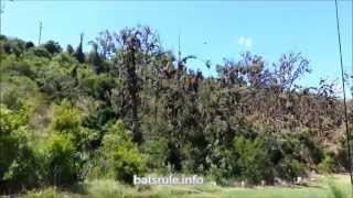 preview picture of video 'Megabat (flying-fox) Boonah Queensland AU 19/02/2014 BEFORE THE DISPERSAL p2'