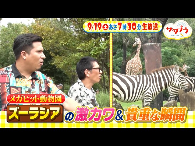サタプラ🈑試してケチャップ★超時短！さつまいも料理★大人もハマる⁉動物園の魅力