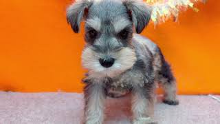ミニチュアシュナウザーの動画01