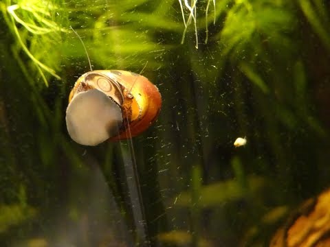 Aquarium : Méthode de capture des escargots