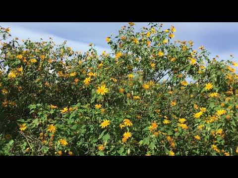 A Man Without Love / Guitar Vô Thường