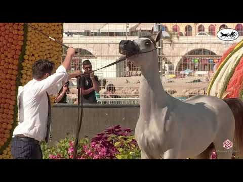 N 113 D SHARAR   Mediterranean and Arab Countries AHC   Menton 2021   Yearling Colts Class 6B