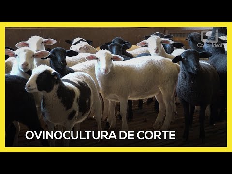 , title : '🐑 Família de Clevelândia-PR é destaque na criação de ovinos em confinamento para abate'