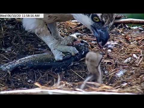 Dunrovin Ranch Osprey Video_2020-06-10_174646-live fish