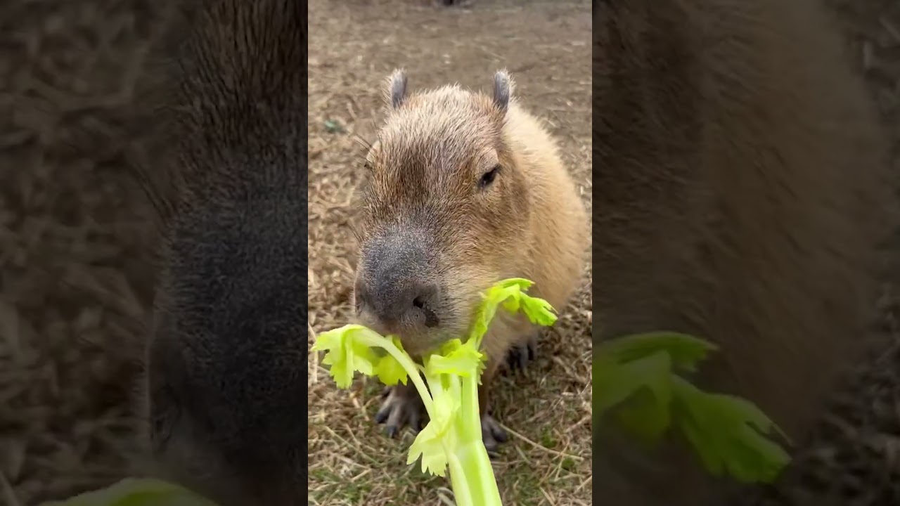 YouTube Short thumbnail