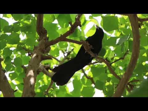 Koyal ringtone | kuhu kuhu koyal ringtone | new ringtone | trending ringtone | 2020 new Best rington