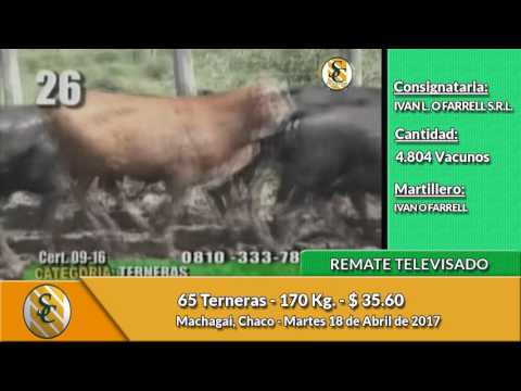 18-04-17 - Venta de Hembras - Remate Televisado de Ivan O Farrell - Chaco