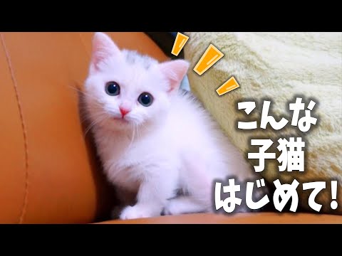 youtube-動物記事1970/01/01 09:00:00