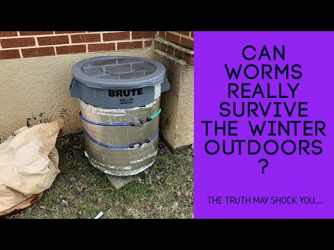 Quick Peek on the Over Wintering Bin: Lots of Worms AND Babies Too