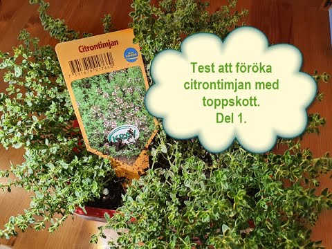 Test att föröka citrontimjan med toppskott. Del 1