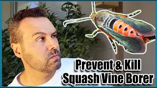 How to Get Rid of Squash Vine Borer