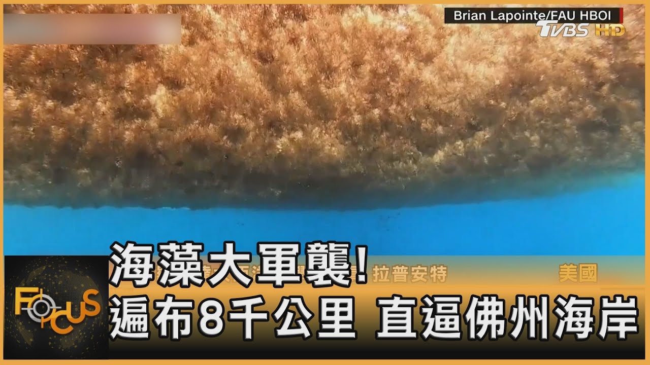 海藻大軍襲！遍布8千公里　直逼佛州海岸