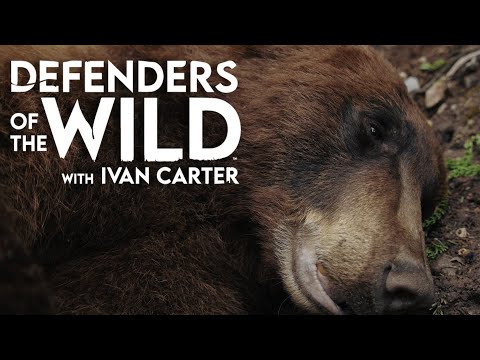 Hunting Dogs Chase Bear Up A Tree | Defenders of the Wild | EarthX