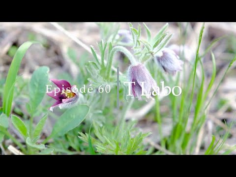 オキナグサ、オキナグサ 植物