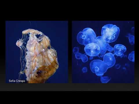 I AM AI | GTC 2021 | Official Intro - watch on YouTube