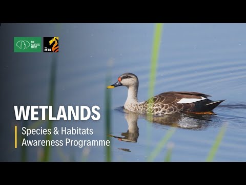 Maharashtra's Wetlands Habitats | THT Films