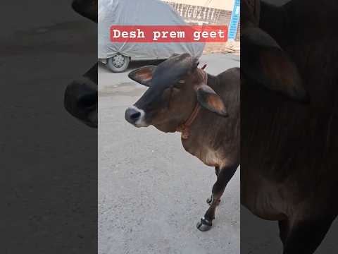 Apni Azadi Ko Hum Hargiz Mita Sakte Nahin | Patriotic Song | Evergreen Desh Bhakti Geet #DeshBhakti