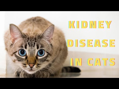 kidney disease in cats causes signs and treatment