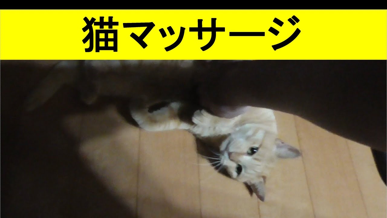 家猫のドコモ、そっと来て座ってまったり寝転んだりする、鳴いたりせずただ待ってじっと見つめてくる、手を伸ばすと喜んでゴロゴロと鳴らす