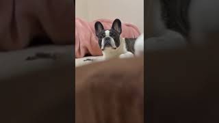 こっそり覗いたら、こっそり覗かれてた（笑） #shorts
