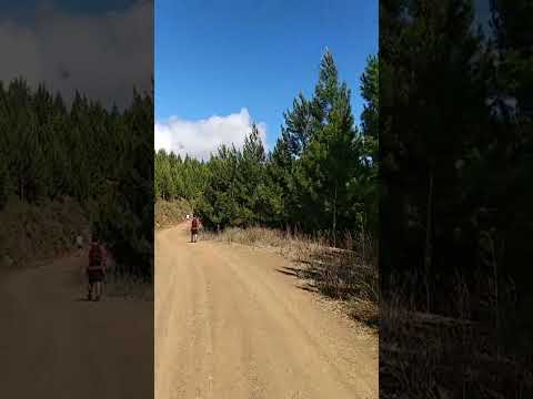 El increíble Bosque de Pinos en Pavas, Valle del Cauca 🌲✨