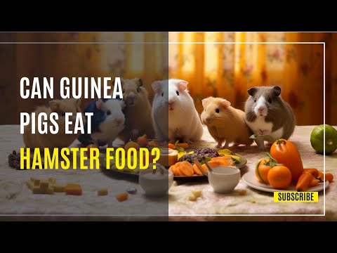 Can Guinea Pigs Eat Hamster Food? What You Need to Know