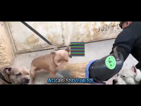 dog .. promo video ..ft lillah,,swagbrkn,,& phonk P ....otw