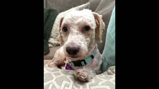 Video preview image #1 Poodle (Miniature)-Unknown Mix Puppy For Sale in Corona, CA, USA