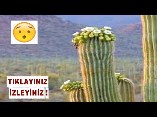 Kakts Bitkisinin lk Kez Duyacanz 10 Faydas - Nefis Yemek Tarifleri