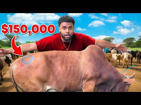 BESMAM.....I Bought My First OX in Ethiopia! 😳😳😳