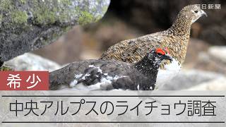 きずな深めるライチョウのつがい　中央アルプスでの生息調査に密着