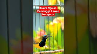 Download lagu Suara Sogon Gacor memanggil lawan bikin emosi langsung naik #sogon #sogongacorngobra #sogongacor mp3