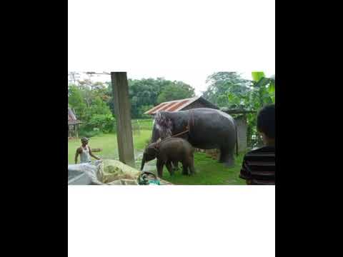 elephant wan mai enjoying with the natural pond #elephant