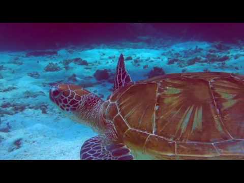 Scuba Diving on the Great Barrier Reef - Diving with turtles, tropical fish and sting rays