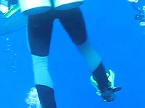 My Close encounter with Oceanic Whitetip Shark - 708