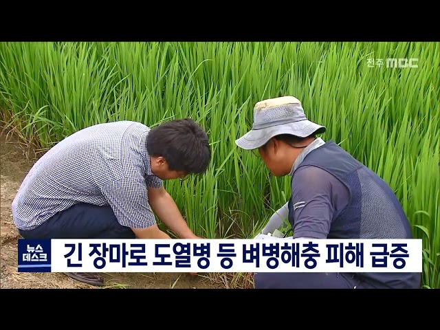 긴 장마에 벼병해충 급증