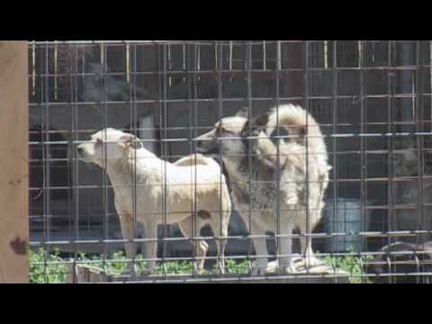 Știre Etv/ 06.06.2017 – JEFF ROCKY MOUNTAIN VET, LA GALAȚI