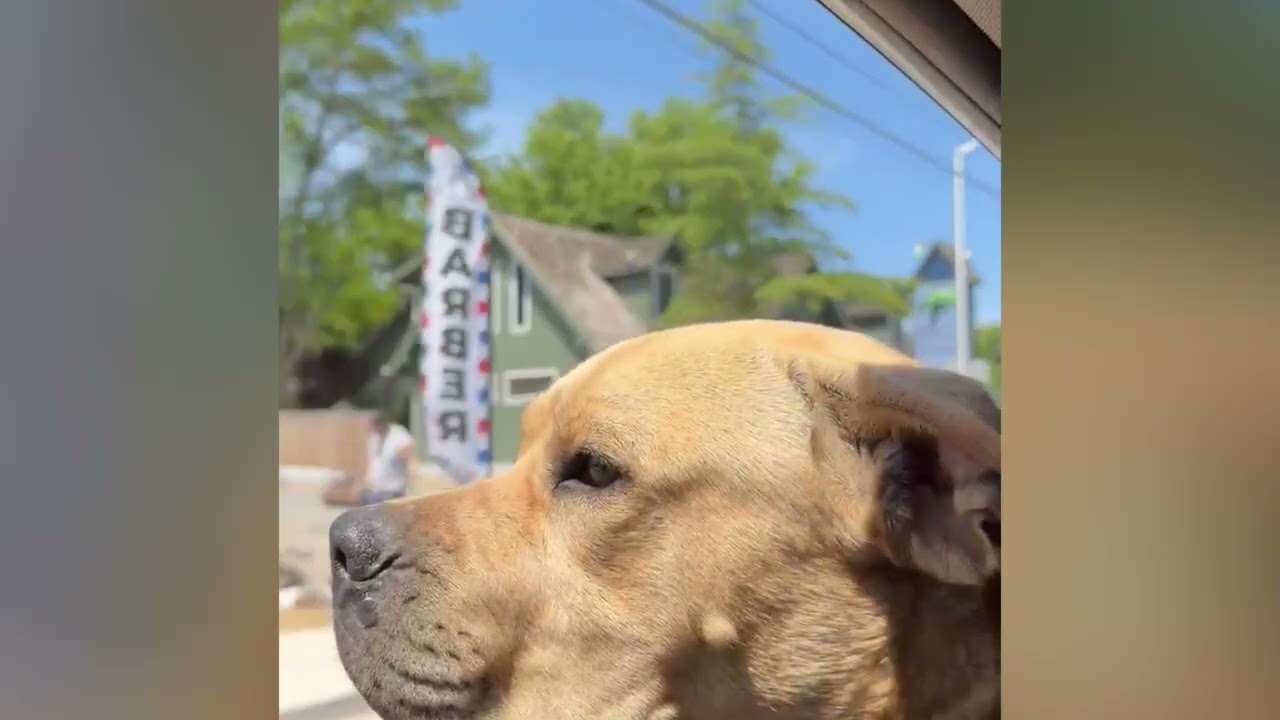 Chalupa, a ADOPTABLE mixed breed in Ashland, OR video 5/5
