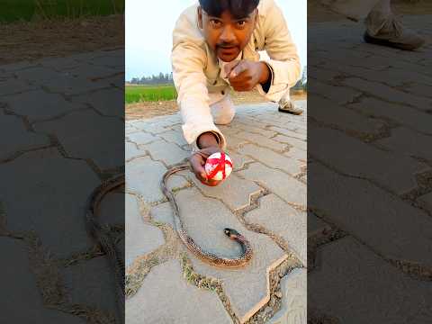 New remote control snake 🐍#shorts