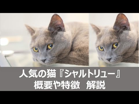 シャルトルー猫