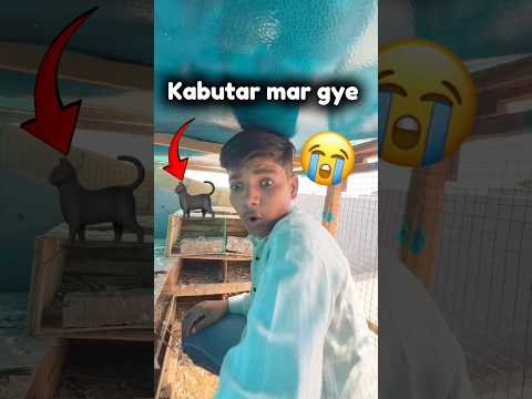 Kabutar cat nee mar diye😱#pets #petlover #minivlog #kabutar #kabootarbazi #pigeon #shorts