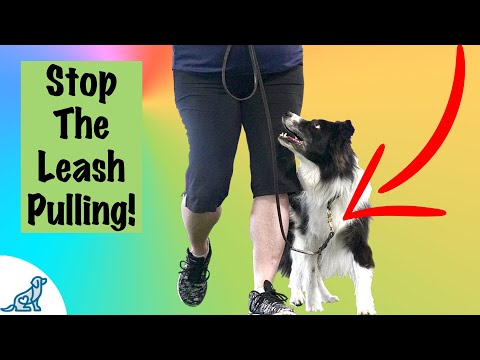 Loose Leash Walking Training - Professional Dog Training Tips