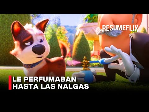 Un Perro Millonario Era Tratado Como Un Rey Hasta que... | Resumen de Película