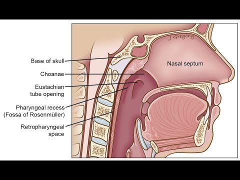 Anatomy of pharynx- ENT